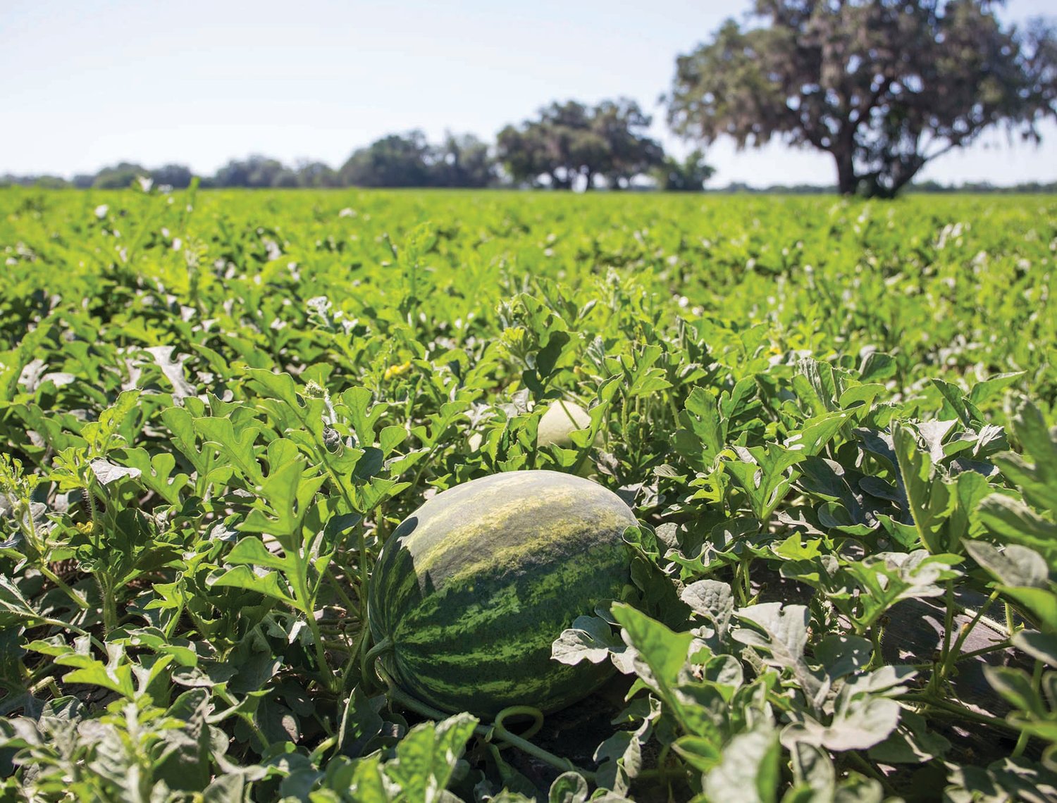 A watermelon sits among leaves in a watermelon field.